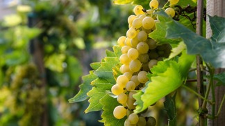 Víno.