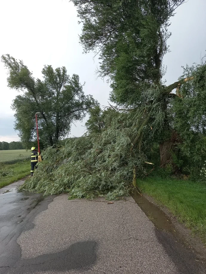 Hasiči likvidují mohutný vyvrácený strom, který zcela zablokoval vedlejší silnici.