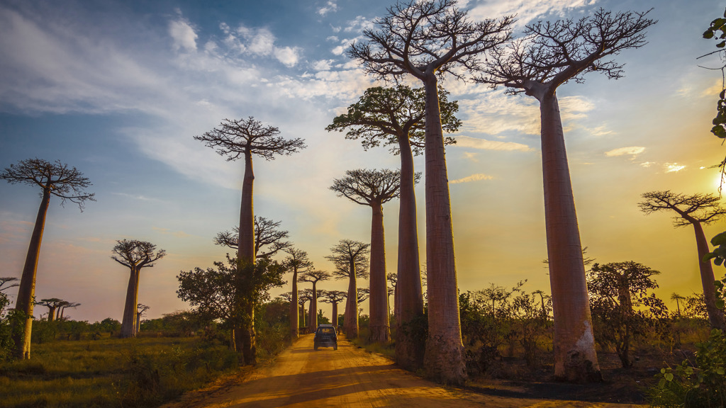 Kvíz: Máte alespoň povědomí o tajemném Madagaskaru? Otestujte se, co víte o království baobabů, lemurů a vanilky Kvíz: Království baobabů a lemurů: Otestujte své znalosti o tajemném Madagaskaru