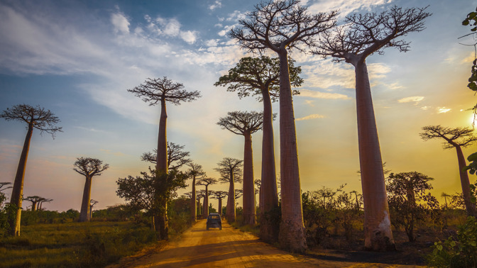 Kvíz: Máte alespoň povědomí o tajemném Madagaskaru? Otestujte se, co víte o království baobabů, lemurů a vanilky