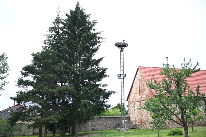 Čapí hnízdo v diecézním centru Mamre.