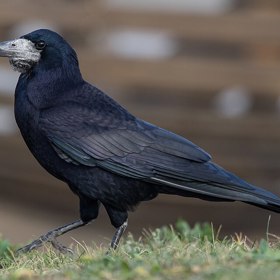 Havran polní je inteligentní a společenský pták, který často vytváří početná hejna. Vyniká schopností učit se novým věcem a přizpůsobovat se různým podmínkám prostředí. Havran polní je inteligentní a společenský pták, který často vytváří početná hejna. Vyniká schopností učit se novým věcem a přizpůsobovat se různým podmínkám prostředí.