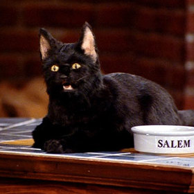 Kocour Salem bavil diváky sarkastickými poznámkami a nezapomenutelným smyslem pro humor. Jeho role v seriálu Sabrina patří dodnes mezi nejvýraznější zvířecí postavy televizní historie. Kocour Salem bavil diváky sarkastickými poznámkami a nezapomenutelným smyslem pro humor. Jeho role v seriálu Sabrina patří dodnes mezi nejvýraznější zvířecí postavy televizní historie.