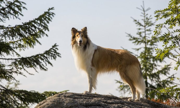 Lassie se stala symbolem věrnosti, odvahy a bezmezné oddanosti svému člověku. Její příběhy patří mezi nejslavnější psí dobrodružství v historii televize. Lassie se stala symbolem věrnosti, odvahy a bezmezné oddanosti svému člověku. Její příběhy patří mezi nejslavnější psí dobrodružství v historii televize.