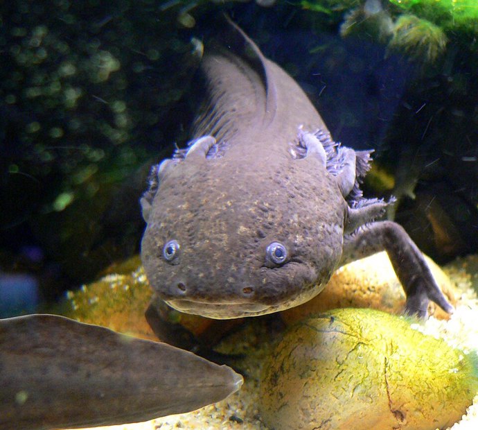 Axolotl patří mezi nejznámější mistry regenerace, protože umí obnovit ztracené končetiny i části některých vnitřních orgánů. Axolotl patří mezi nejznámější mistry regenerace, protože umí obnovit ztracené končetiny i části některých vnitřních orgánů.