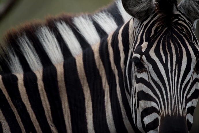 To, co lidem připadá jako výrazný módní vzor, funguje v africké savaně jako účinný přírodní repelent. Díky pruhům jsou zebry pro bodavý hmyz mnohem hůře zasažitelným cílem. To, co lidem připadá jako výrazný módní vzor, funguje v africké savaně jako účinný přírodní repelent. Díky pruhům jsou zebry pro bodavý hmyz mnohem hůře zasažitelným cílem.