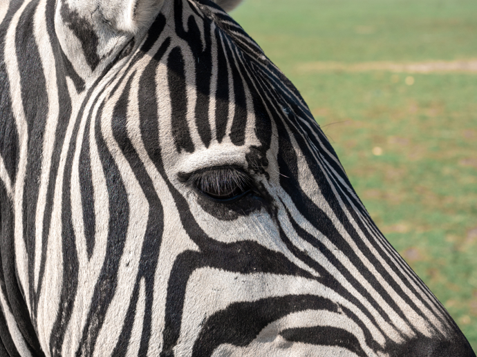 Ovádům a mouchám tse-tse usnadňuje sání tenká kůže a krátká srst zeber. Právě proto se jejich nápadný vzor stal během evoluce účinnou přirozenou ochranou. Ovádům a mouchám tse-tse usnadňuje sání tenká kůže a krátká srst zeber. Právě proto se jejich nápadný vzor stal během evoluce účinnou přirozenou ochranou.