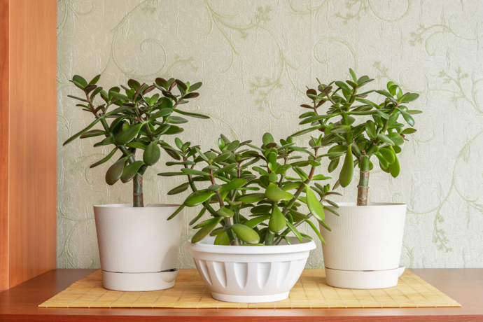 Řekněte nám, co pěstujete a my vám řekneme, kdo jste: Proč romantičky milují orchideje a kreativci vzdušné rostliny