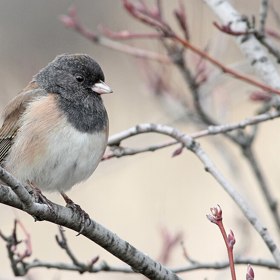 Stěhovaví ptáci využívají magnetické pole planety jako přirozený navigační systém, díky němuž každoročně urazí tisíce kilometrů. Stěhovaví ptáci využívají magnetické pole planety jako přirozený navigační systém, díky němuž každoročně urazí tisíce kilometrů.