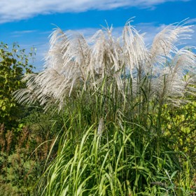 Ozdobnice čínská (Miscanthus sinensis) Memory