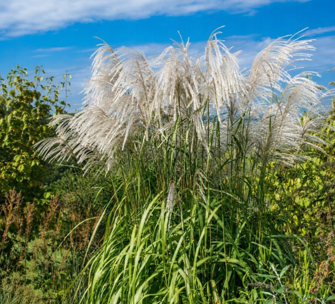 Ozdobnice čínská (Miscanthus sinensis) Memory