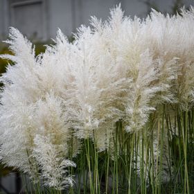 Pampová tráva (Cortaderia selloana)