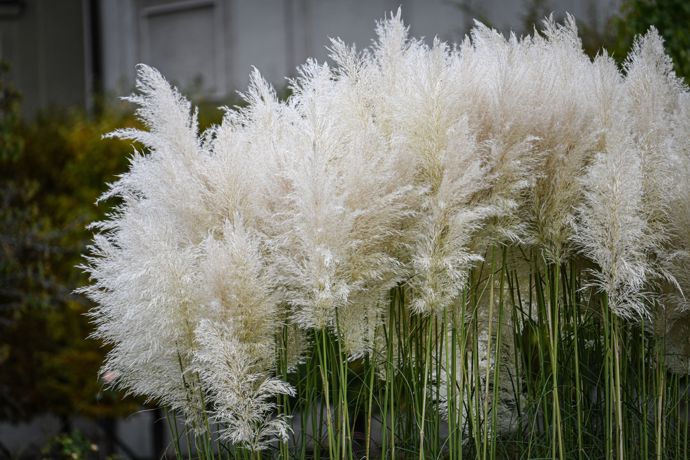 Pampová tráva (Cortaderia selloana)