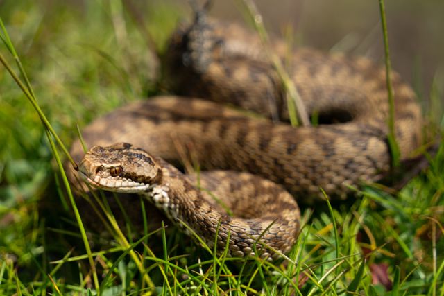 Zmije letos v létě potkáváme častěji než obvykle. Může za to hodně myší, horko i masivní turistika Zmije letos v létě potkáváme častěji než obvykle. Může za to hodně myší, horko i masivní turistika