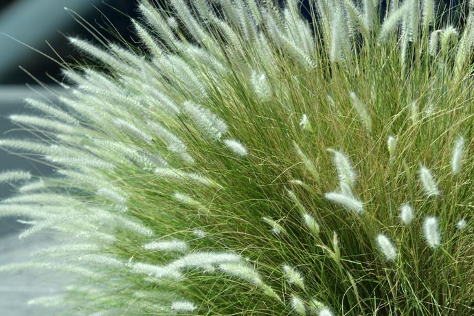 dochan psárkovitý (Pennisetum alopecuroides)