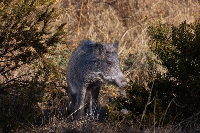 Pokud narazíte na divočáka z bezprostřední blízkosti, pomalu ustupujte a dopřejte mu prostor k úniku. Rozhodně se nesnažte zvíře zahnat ani se k němu přibližovat kvůli fotografii.