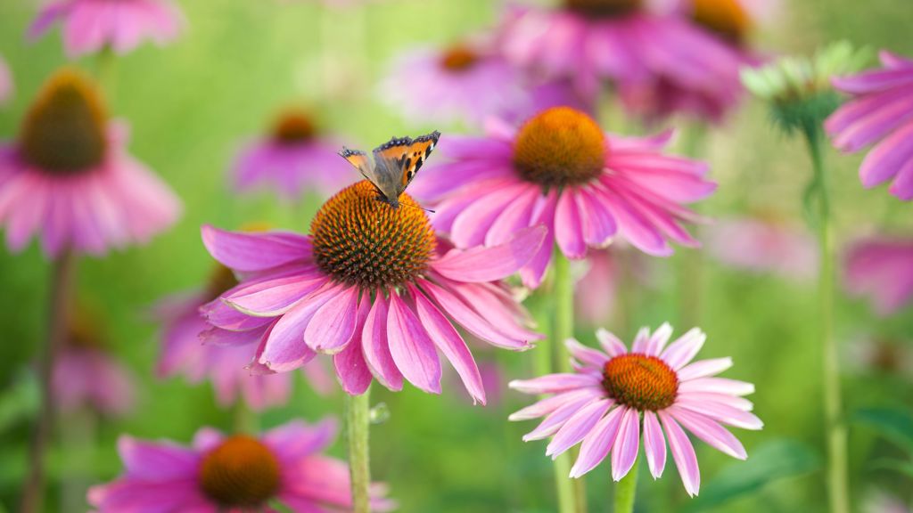 Zázračná echinacea neboli třapatka nachová: Na záhonech kvete celé léto, milují ji motýli i včely a skvěle obohatí domácí lékárnu Zázračná echinacea neboli třapatka nachová: Na záhonech kvete celé léto, milují ji motýli i včely a skvěle obohatí domácí lékárnu
