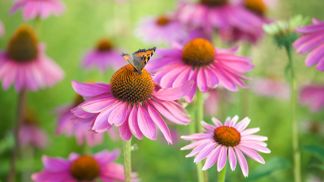 Zázračná echinacea neboli třapatka nachová: Na záhonech kvete celé léto, milují ji motýli i včely a skvěle obohatí domácí lékárnu Zázračná echinacea neboli třapatka nachová: Na záhonech kvete celé léto, milují ji motýli i včely a skvěle obohatí domácí lékárnu
