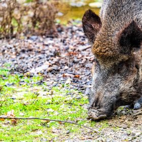 Pokud divočák zaútočí, snažte se co nejrychleji dostat do bezpečí, například na vyvýšené místo nebo za pevnou překážku. Po každém napadení je vhodné přivolat pomoc a událost oznámit policii nebo myslivcům. Pokud divočák zaútočí, snažte se co nejrychleji dostat do bezpečí, například na vyvýšené místo nebo za pevnou překážku. Po každém napadení je vhodné přivolat pomoc a událost oznámit policii nebo myslivcům.