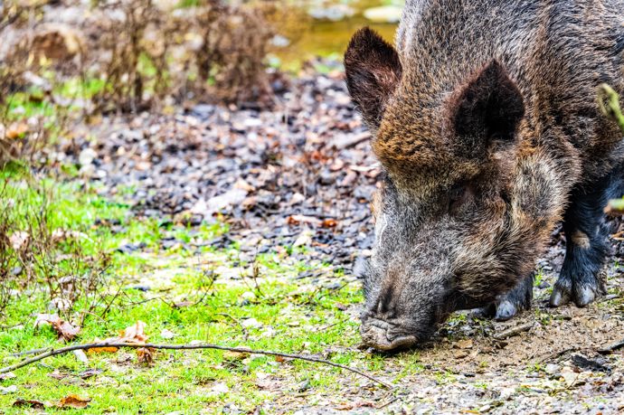 Pokud divočák zaútočí, snažte se co nejrychleji dostat do bezpečí, například na vyvýšené místo nebo za pevnou překážku. Po každém napadení je vhodné přivolat pomoc a událost oznámit policii nebo myslivcům.