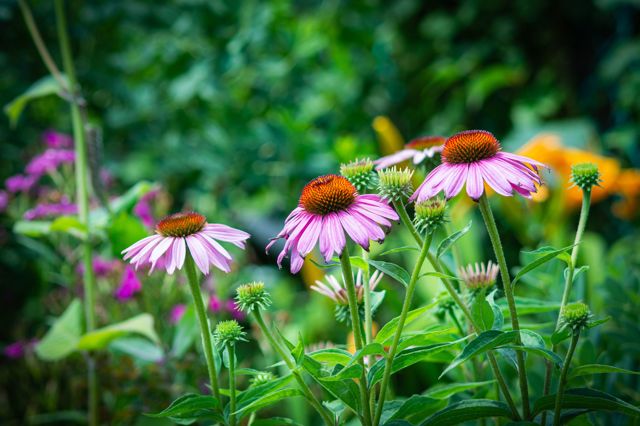 Zázračná echinacea neboli třapatka nachová: Na záhonech kvete celé léto, milují ji motýli i včely a skvěle obohatí domácí lékárnu Zázračná echinacea neboli třapatka nachová: Na záhonech kvete celé léto, milují ji motýli i včely a skvěle obohatí domácí lékárnu