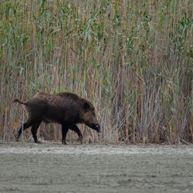 Nikdy divočáky nekrmte ani je nelákejte zbytky jídla nebo zahradního odpadu do blízkosti domů. Zvířata si na snadno dostupnou potravu rychle zvyknou a mohou se do těchto míst pravidelně vracet. Nikdy divočáky nekrmte ani je nelákejte zbytky jídla nebo zahradního odpadu do blízkosti domů. Zvířata si na snadno dostupnou potravu rychle zvyknou a mohou se do těchto míst pravidelně vracet.