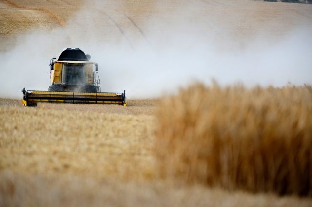Žně už jsou v plném proudu, ovšem kdysi teprve svatá Markéta házela srp do žita. Jaké další pranostiky se s jejím svátkem pojí a proč je patronkou těhotných