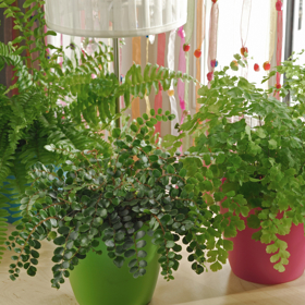 Řekněte nám, co pěstujete a my vám řekneme, kdo jste: Proč romantičky milují orchideje a kreativci vzdušné rostliny
