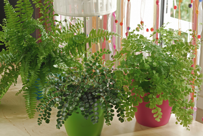 Řekněte nám, co pěstujete a my vám řekneme, kdo jste: Proč romantičky milují orchideje a kreativci vzdušné rostliny