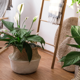 Řekněte nám, co pěstujete a my vám řekneme, kdo jste: Proč romantičky milují orchideje a kreativci vzdušné rostliny