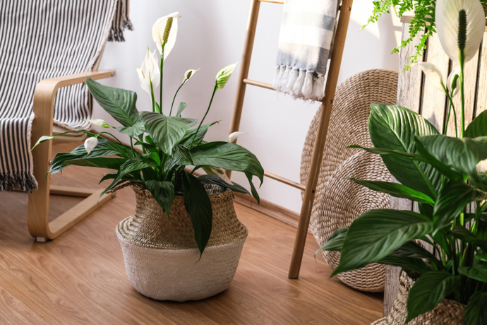 Řekněte nám, co pěstujete a my vám řekneme, kdo jste: Proč romantičky milují orchideje a kreativci vzdušné rostliny