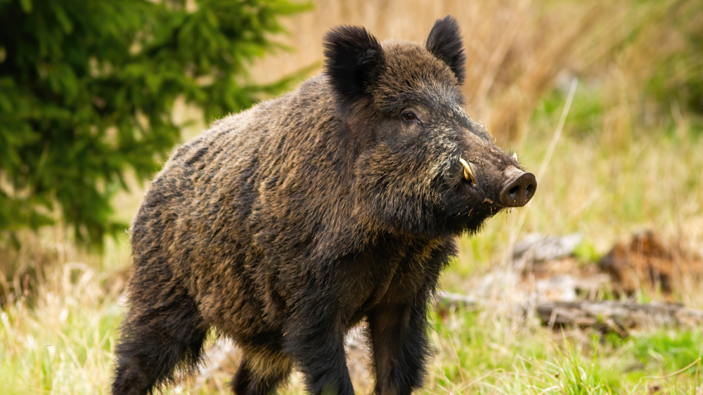 Při setkání s divočákem je nejdůležitější zachovat klid a nedělat prudké pohyby. Ve většině případů zvíře samo odejde, pokud se necítí ohrožené.