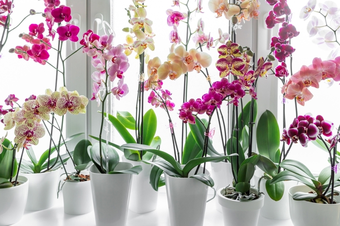Řekněte nám, co pěstujete a my vám řekneme, kdo jste: Proč romantičky milují orchideje a kreativci vzdušné rostliny