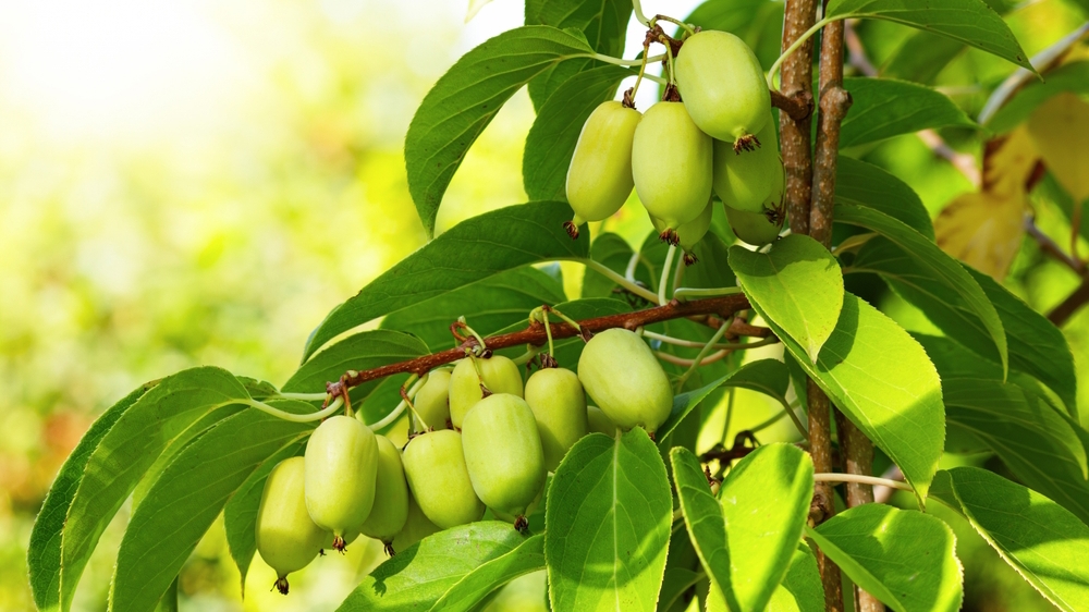 Cizokrajná vitamínová bomba na vaší zahradě. Pěstování mini kiwi nemusí být složité. Aby rostlina bohatě plodila, je klíčová správná péče v průběhu léta