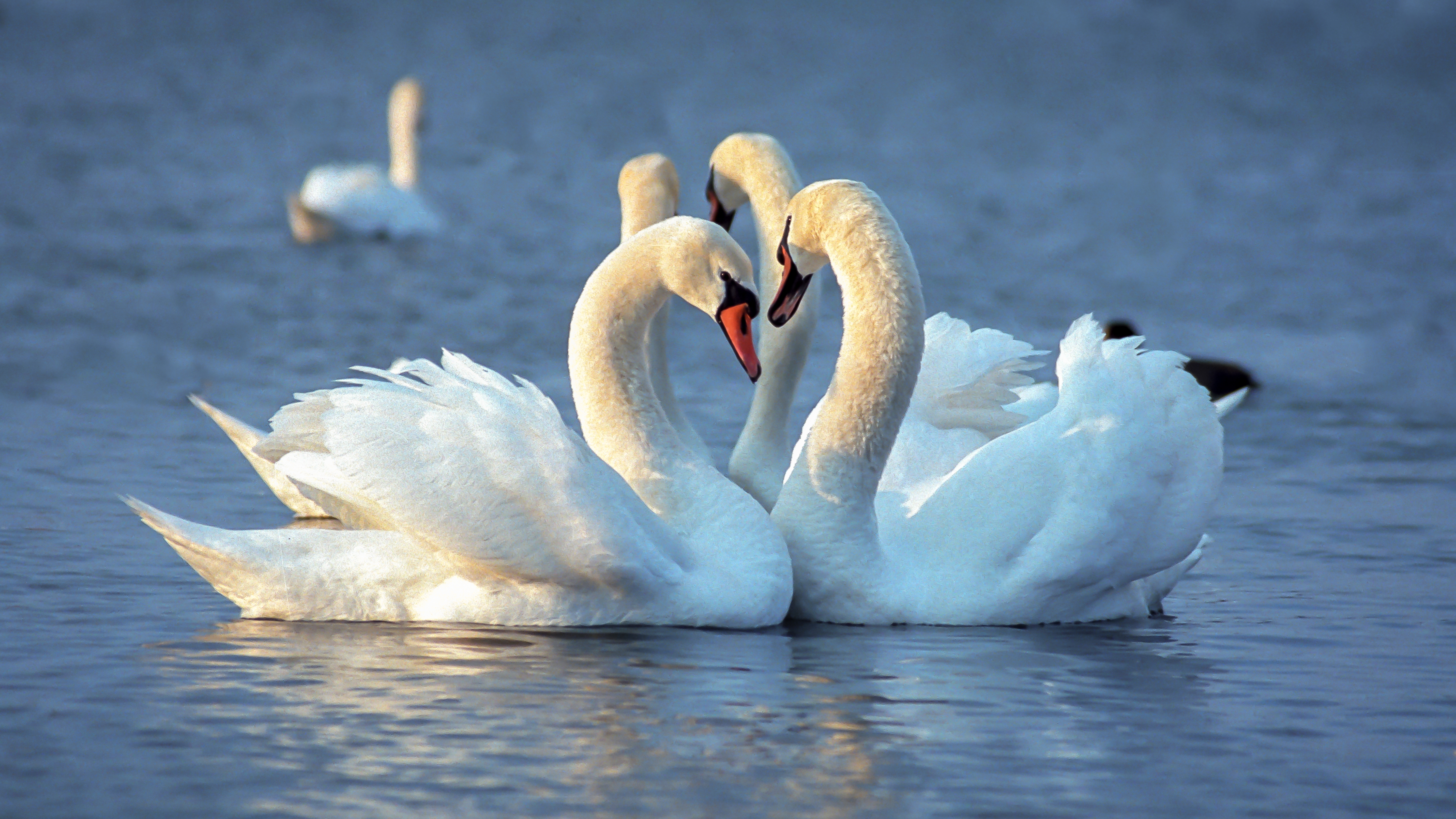 Labutě jsou v lidském světě symbolem věrnosti. Jaký je však skutečný důvod jejich dlouholetého partnerství? 