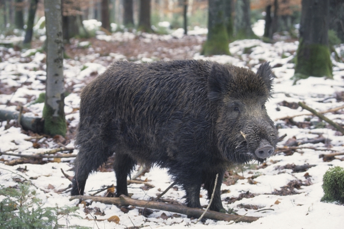 Divočáci se stále častěji objevují nejen v lesích, ale také na okrajích měst a obcí při hledání potravy. Proto je dobré vědět, jak se v jejich blízkosti bezpečně zachovat.
