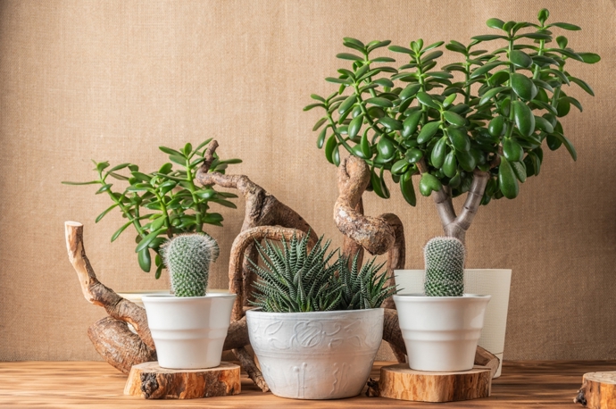 Řekněte nám, co pěstujete a my vám řekneme, kdo jste: Proč romantičky milují orchideje a kreativci vzdušné rostliny