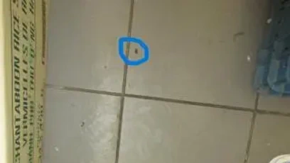 FOTO: Znečištění a plno hmyzu všude.