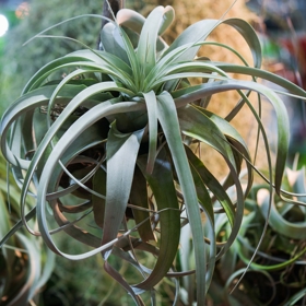Řekněte nám, co pěstujete a my vám řekneme, kdo jste: Proč romantičky milují orchideje a kreativci vzdušné rostliny