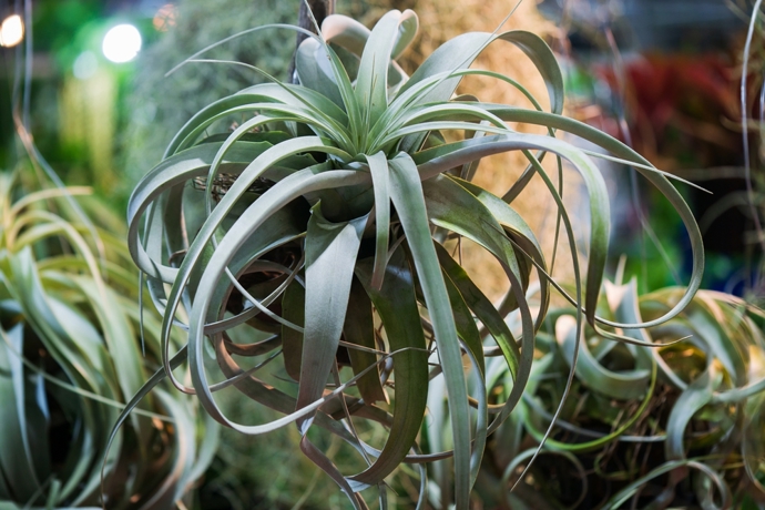 Řekněte nám, co pěstujete a my vám řekneme, kdo jste: Proč romantičky milují orchideje a kreativci vzdušné rostliny