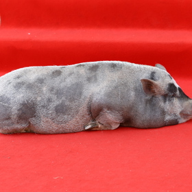Prasátko si ustlalo na červeném koberci.