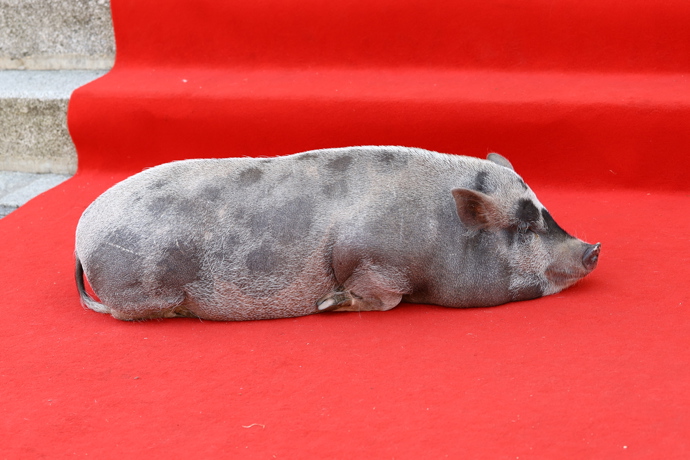 Prasátko si ustlalo na červeném koberci.