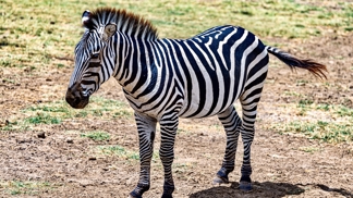 Zebra na první pohled poutá pozornost svými černobílými pruhy. Vědci dnes mají silné důkazy, že tento vzor ji chrání především před dotěrným bodavým hmyzem. Zebra na první pohled poutá pozornost svými černobílými pruhy. Vědci dnes mají silné důkazy, že tento vzor ji chrání především před dotěrným bodavým hmyzem.