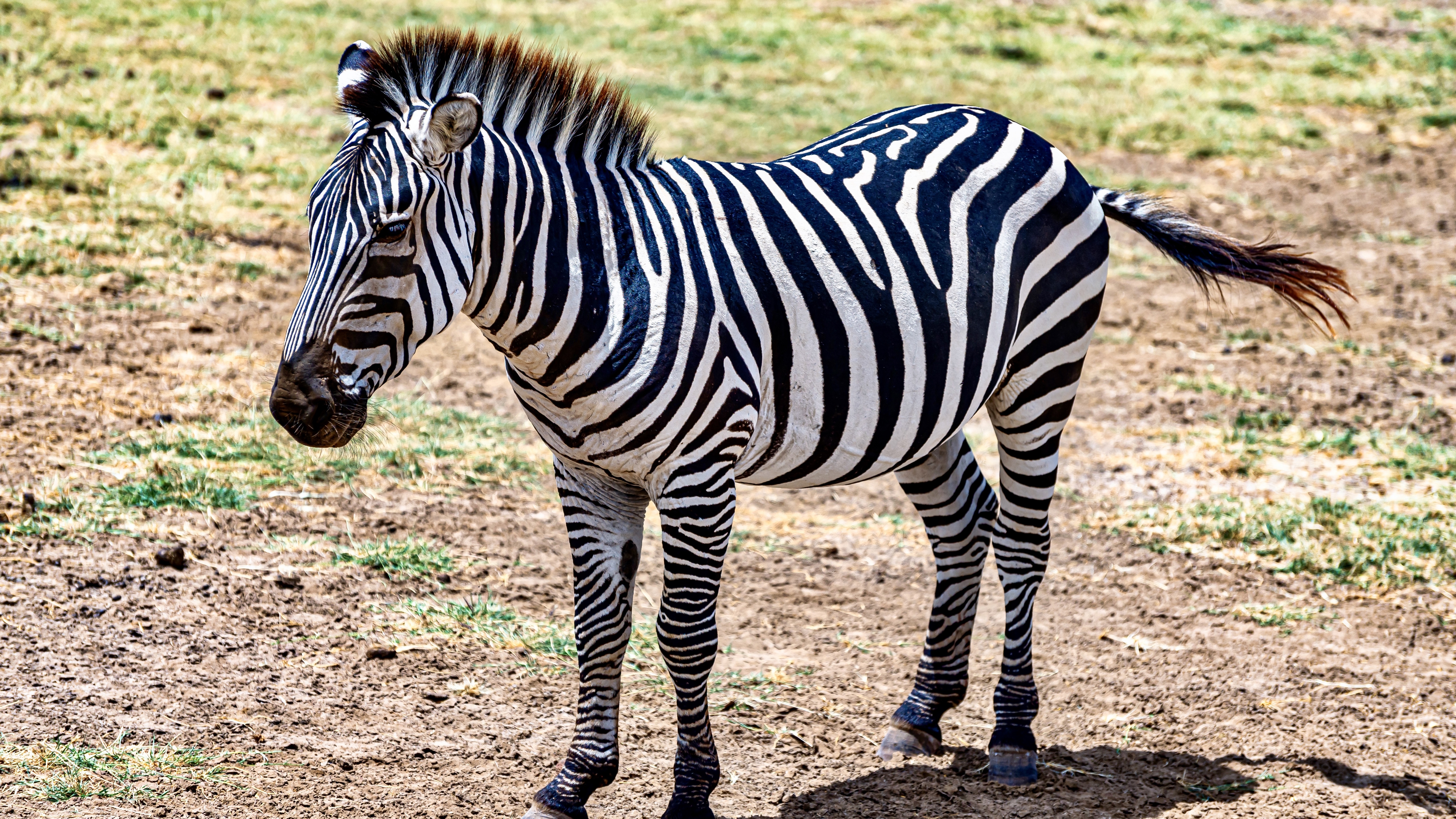 Zebra na první pohled poutá pozornost svými černobílými pruhy. Vědci dnes mají silné důkazy, že tento vzor ji chrání především před dotěrným bodavým hmyzem.