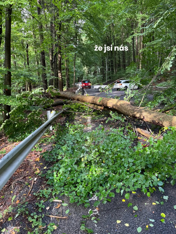 Spadl na ně velký strom.