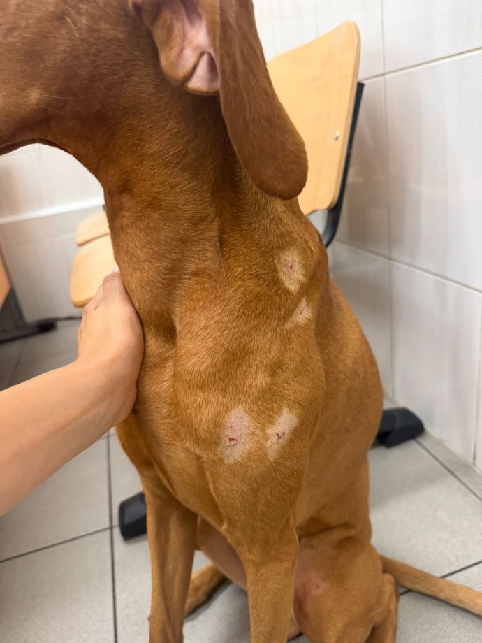 Adéla Marková ukázala pejska po ošetření na veterině.