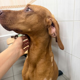 Pejsek Adély Markové musel na veterinu.