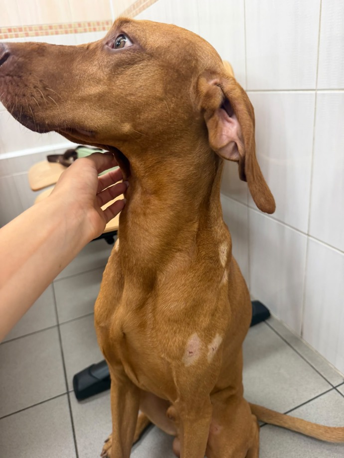 Pejsek Adély Markové musel na veterinu.