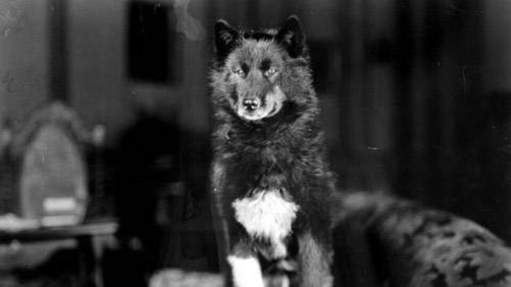 Balto se během několika dní stal jedním z nejslavnějších psů své doby, když v roce 1925 vedl závěrečný úsek štafety s životně důležitým sérem do odříznutého Nome. Jeho příběh dodnes připomíná mimořádnou cestu lidí a psů, kteří v krutých podmínkách bojovali o čas.