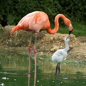 Plameňáčí mláďata rozhodně nevypadají jako růžoví ptáci, které známe ze zoologických zahrad. Rodí se s šedavým peřím a charakteristické růžové zbarvení získávají až později.
